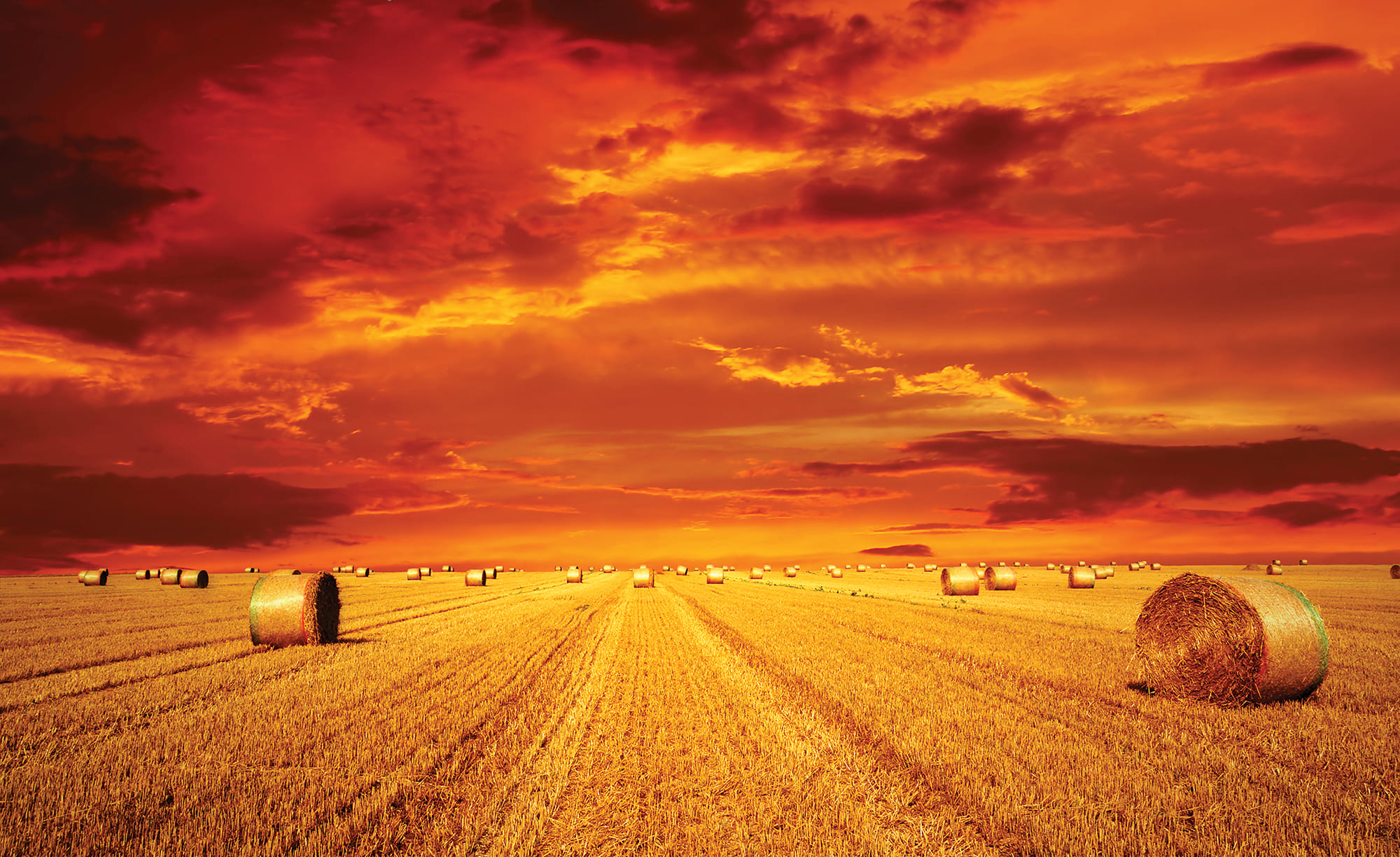 Partner Соло 414P8