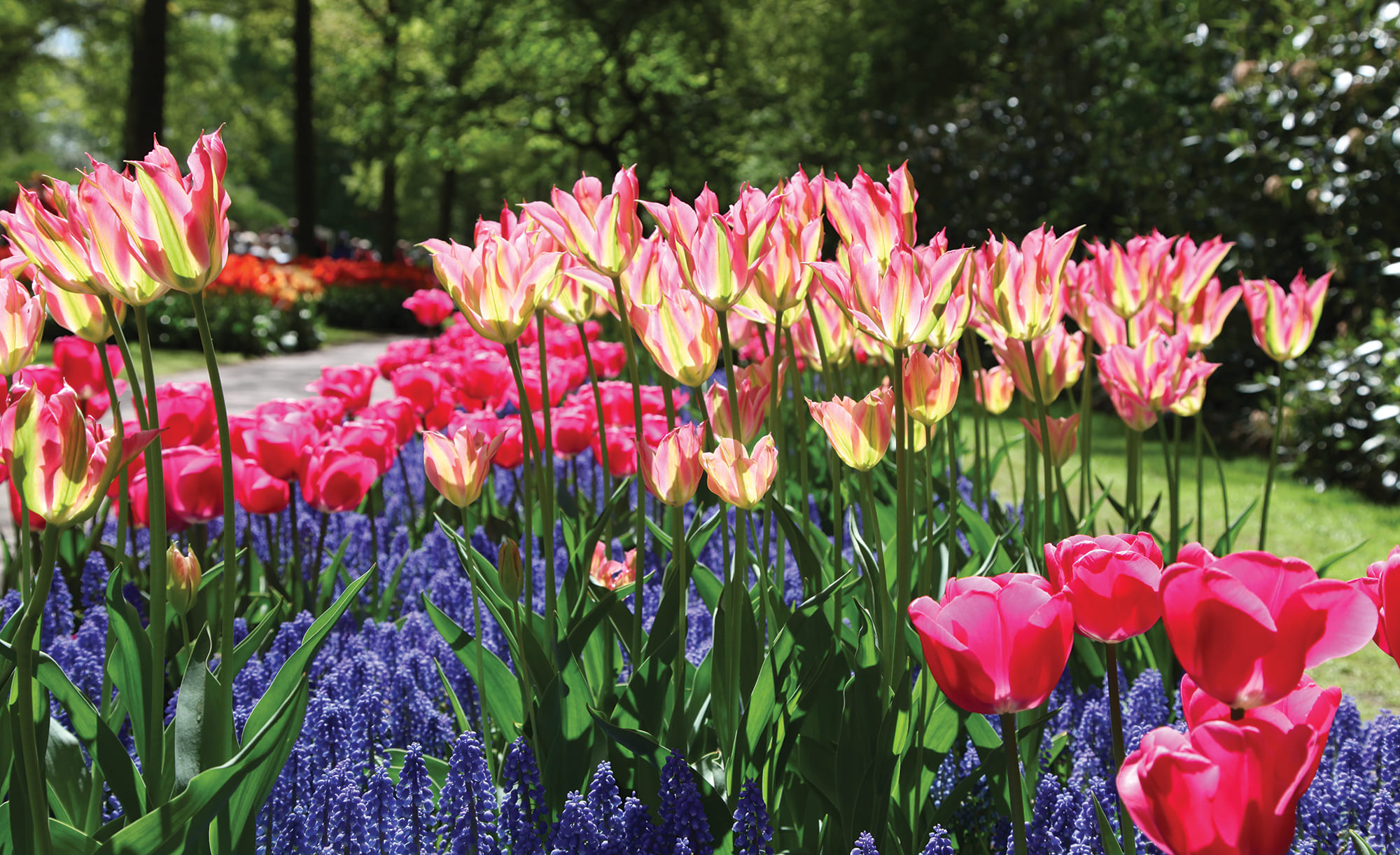 Partner Соло 3403P4