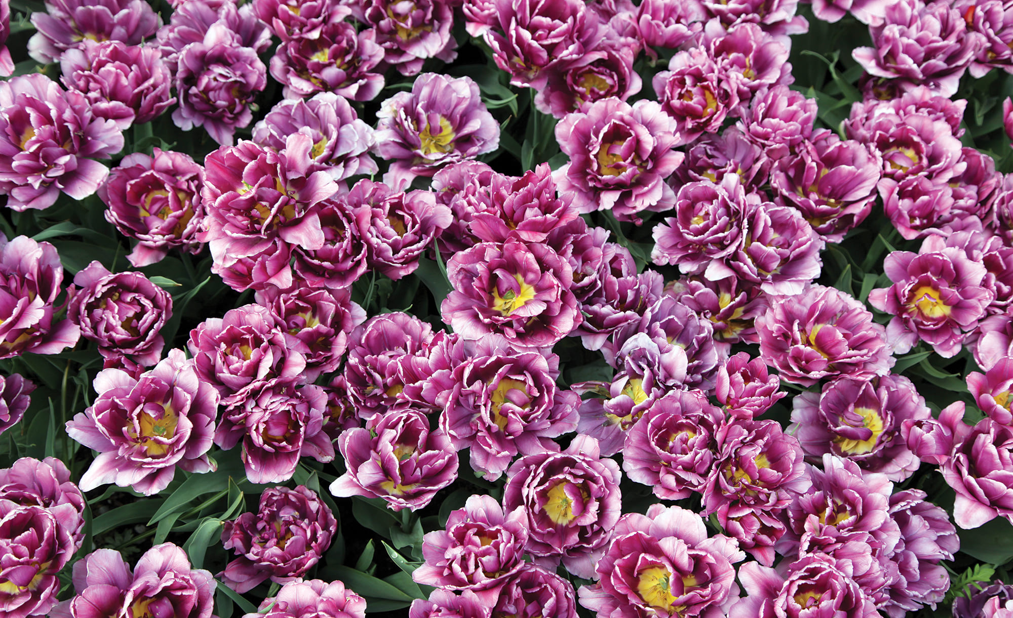 Partner Соло 3405P8