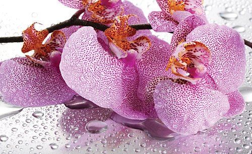 Partner Соло 184P8